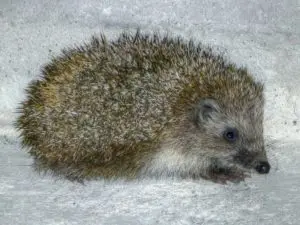 A small hedgehog is curled up on the floor.