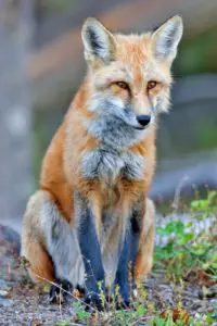 A red fox sitting on the ground in front of some bushes.