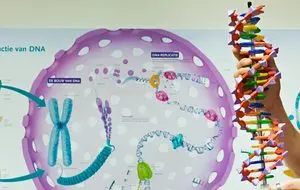 A man holding up a dna model in front of a wall.