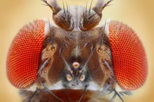 A close up of the face of a bug with orange socks.