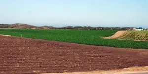 A field with green grass and brown soil