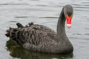 A black swan with red feathers swimming in the water.
