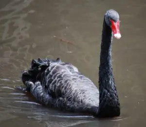A black swan with red beak swimming in water.