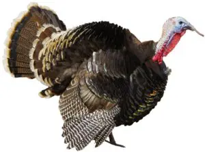 A turkey is standing in the air with its feathers spread.