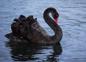 A black swan swimming in the water.