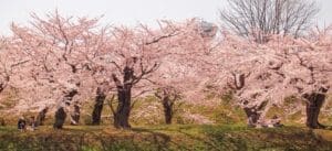 A group of trees with pink flowers in the middle.