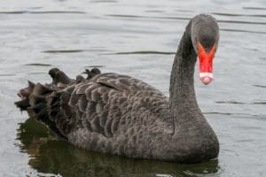 A black swan with red feathers swimming in the water.