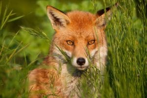 A close up of a fox in tall grass